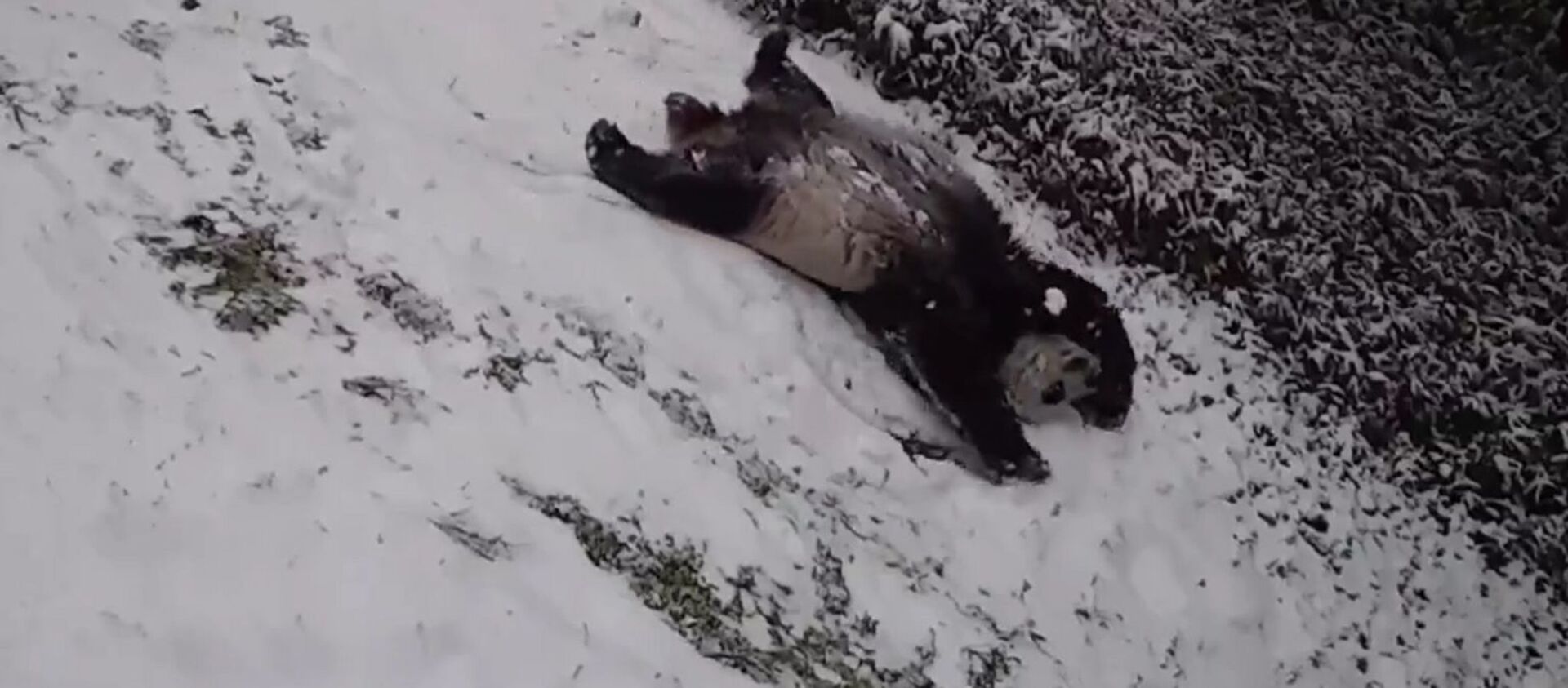 Džinovska panda se igra u snegu u zoološkom vrtu u Vašingtonu - Sputnik Srbija, 1920, 01.02.2021