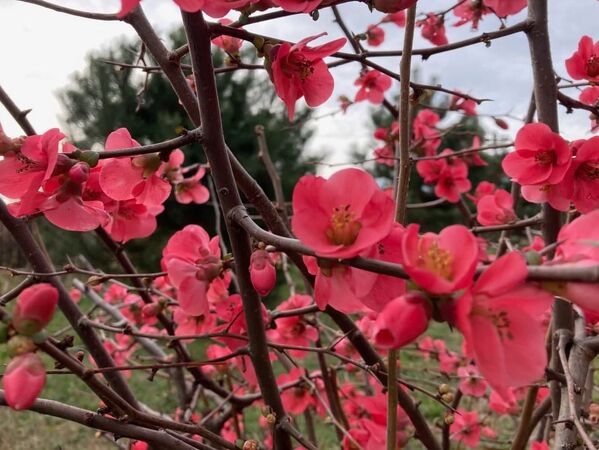 Rano cvetanje magnolija u Sočiju - Sputnik Srbija