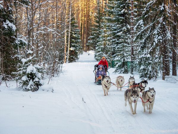 Turisti na sankama koje vuku psi na teritoriji turističkog kompleksa „Karjala park, Prjažinski rejon, Karelija  - Sputnik Srbija