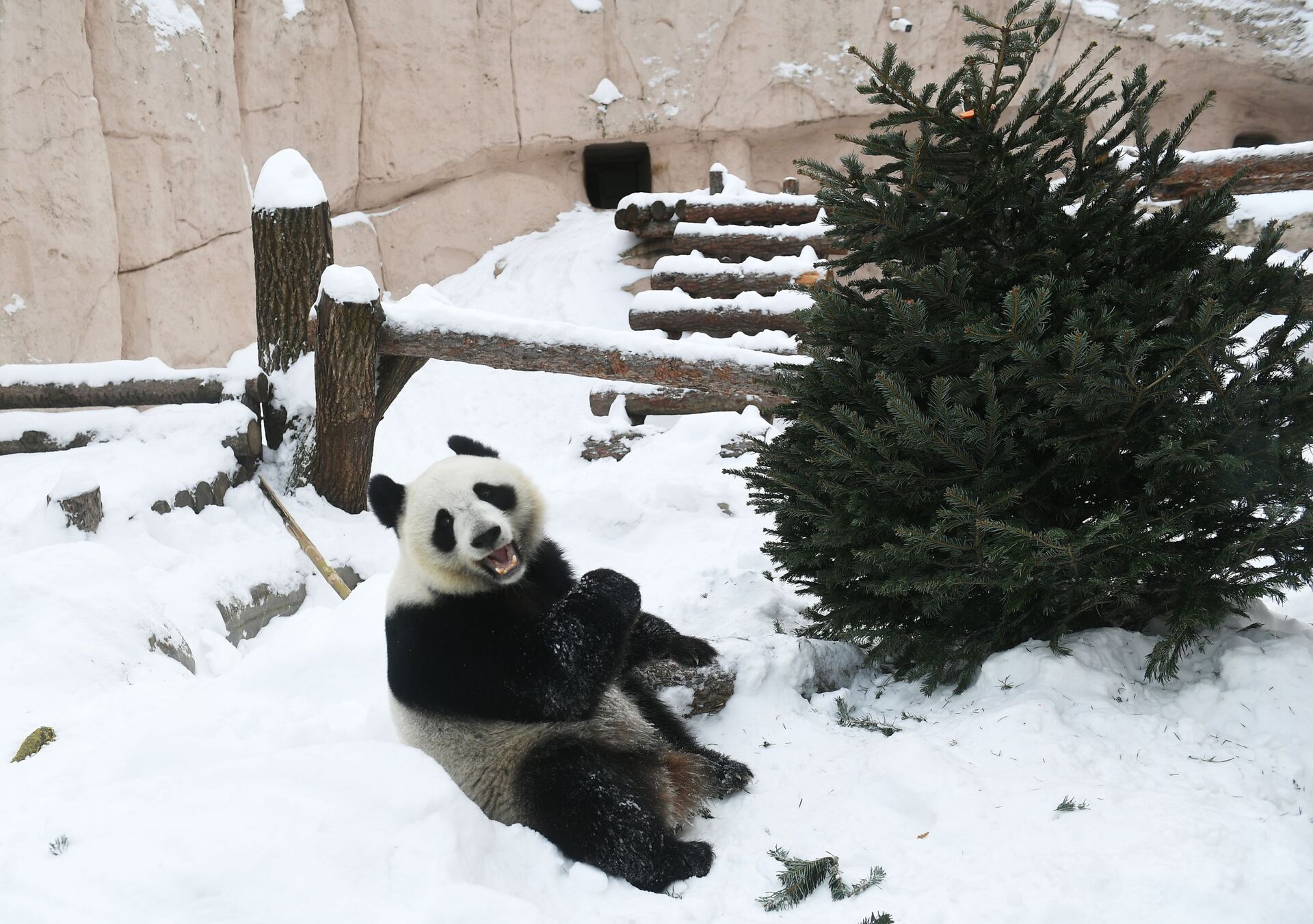 Bolьšaя panda - Sputnik Srbija, 1920, 22.02.2025