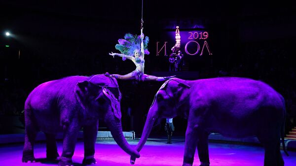 Predstava slonova u cirkusu - Sputnik Srbija