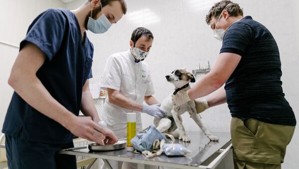 Ветеринари током прегледа пса - Sputnik Србија