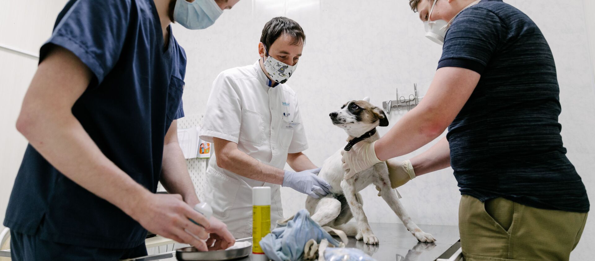 Veterinari tokom pregleda psa - Sputnik Srbija, 1920, 05.04.2021