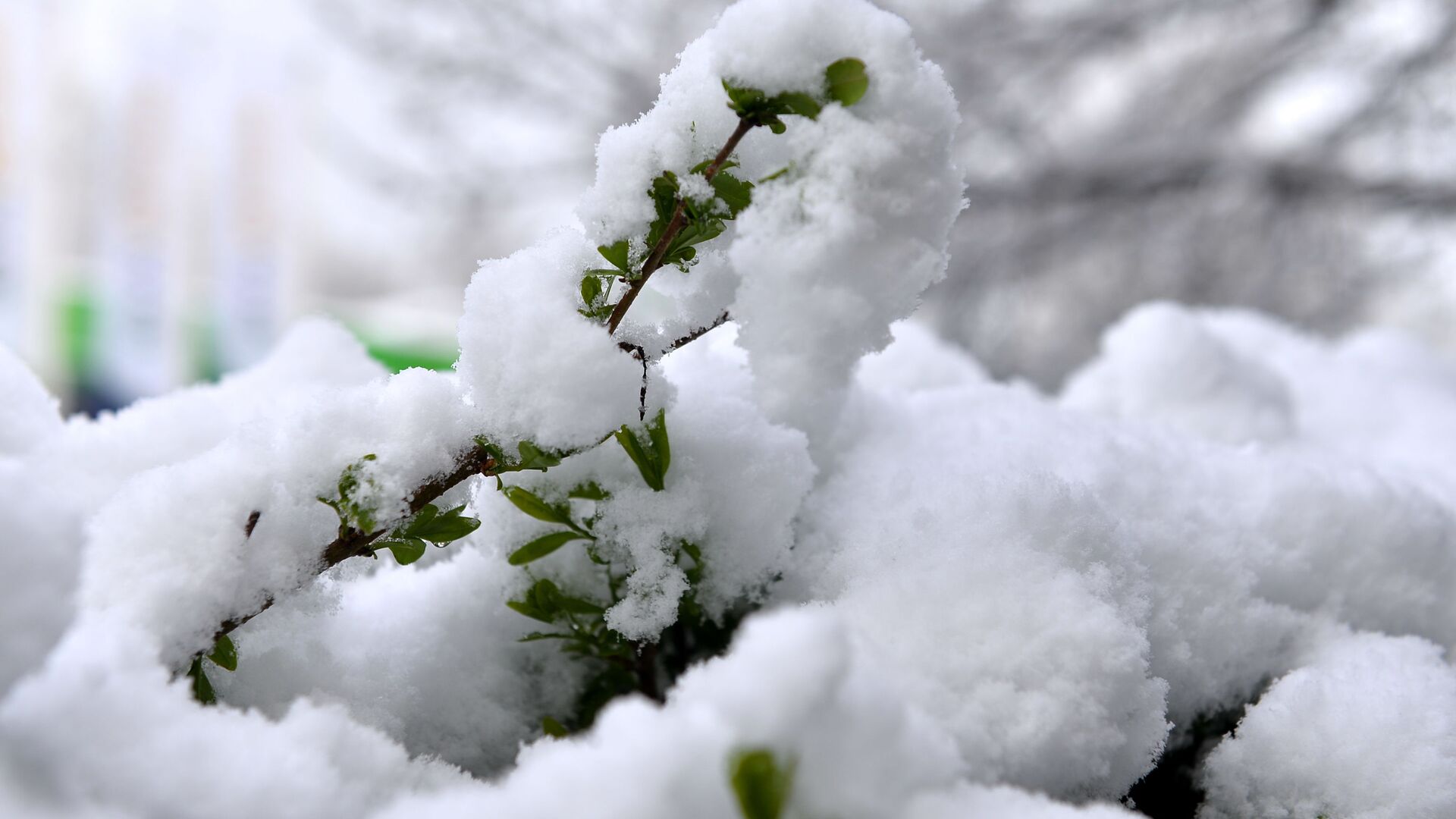 Sneg koji je sinoć počeo da pada širom Srbije osvanuo je danas negde samo na krovovima, drveću i travnjacima, a negde se zabelelo kao usred januara. - Sputnik Srbija, 1920, 21.01.2023