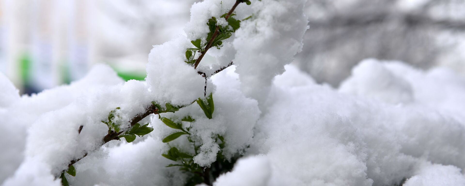 Снег који је синоћ почео да пада широм Србије освануо је данас негде само на крововима, дрвећу и травњацима, а негде се забелело као усред јануара. - Sputnik Србија, 1920, 21.01.2023