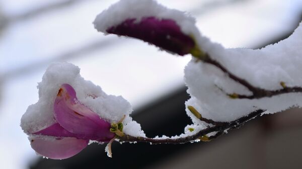 Снег прекрио тек процветало цвеће - Sputnik Србија