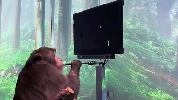 Мајмун коме су уграђени чипови у мозак игра видео-игру путем мисли - Sputnik Србија