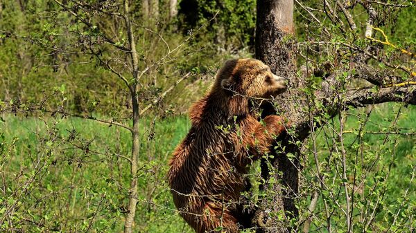 Мрки медвед у шуми - Sputnik Србија