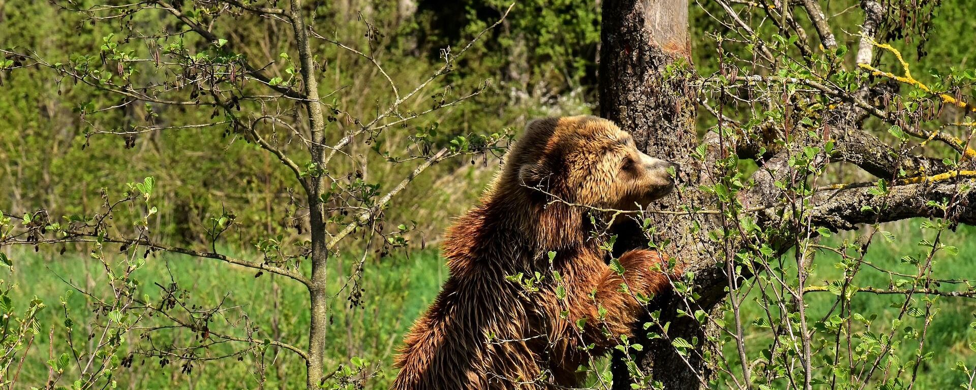 Мрки медвед у шуми - Sputnik Србија, 1920, 02.11.2021