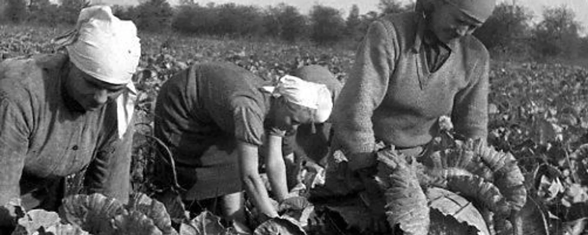 Kolhoz u SSSR-u - Sputnik Srbija, 1920, 16.05.2021