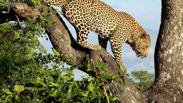 Леопард из резервата Лондолози у Јужној Африци на дрвету - Sputnik Србија