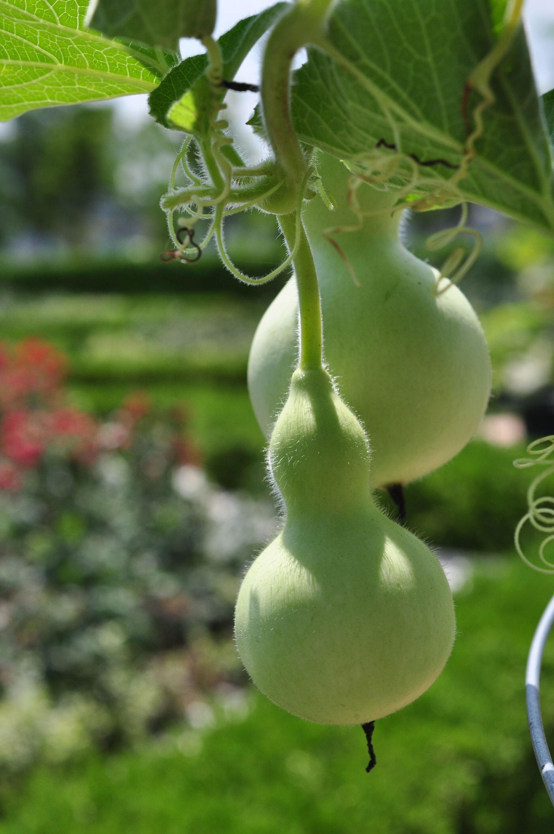 Solanum mamosum se uzgaja u ukrasne svrhe - Sputnik Srbija, 1920, 13.07.2021