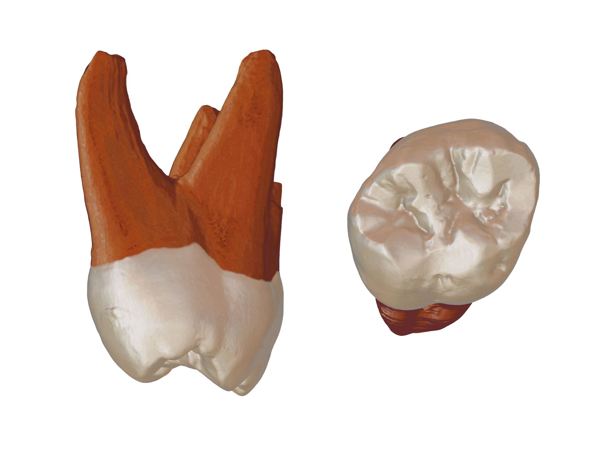 Дигитални тродимензионални модел зуба неандерталца из Пештурине - Sputnik Србија, 1920, 13.07.2021
