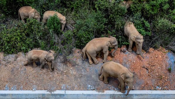 Krdo divljih slonova u Kini - Sputnik Srbija
