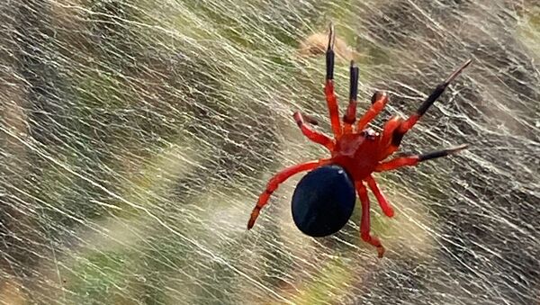 Најезда паукова у Аустралији - Sputnik Србија