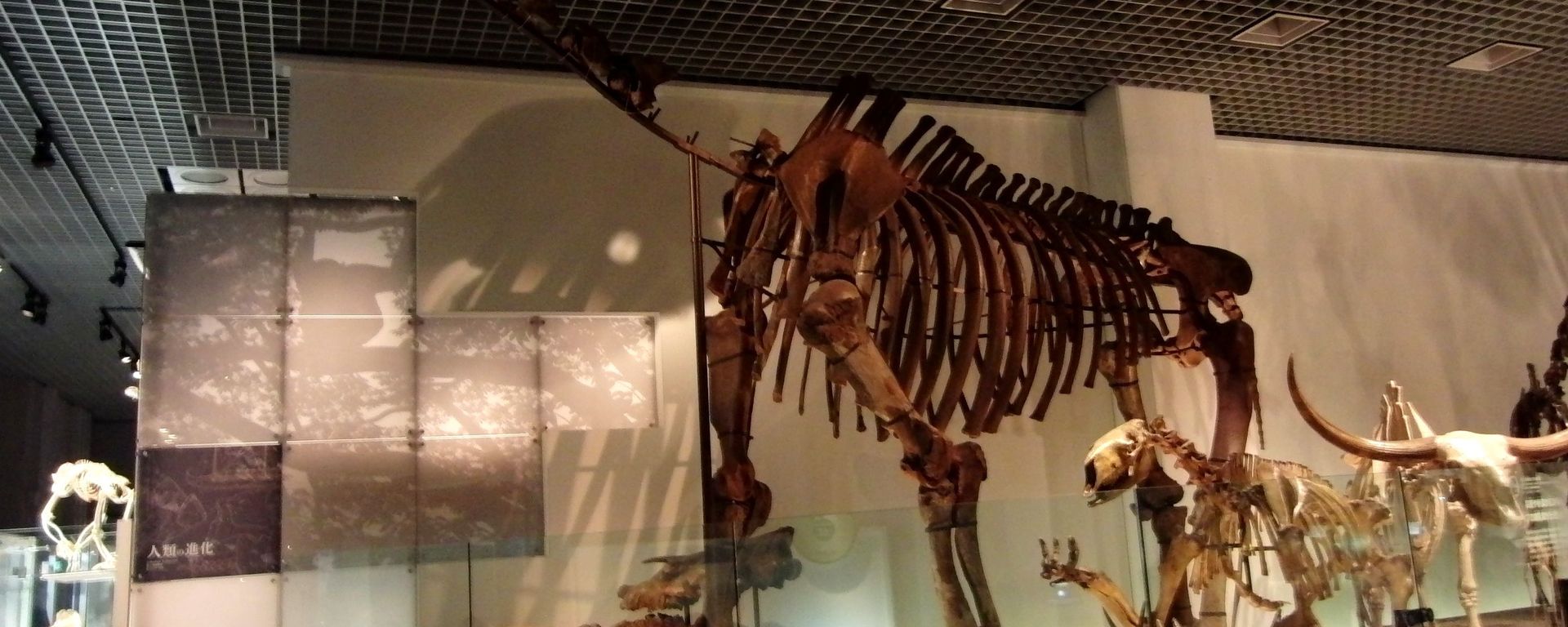 Kostur indrikoterije (Indricotherium transouralicum). Izložba u Nacionalnom muzeju prirode i nauke, Tokio, Japan - Sputnik Srbija, 1920, 18.06.2021