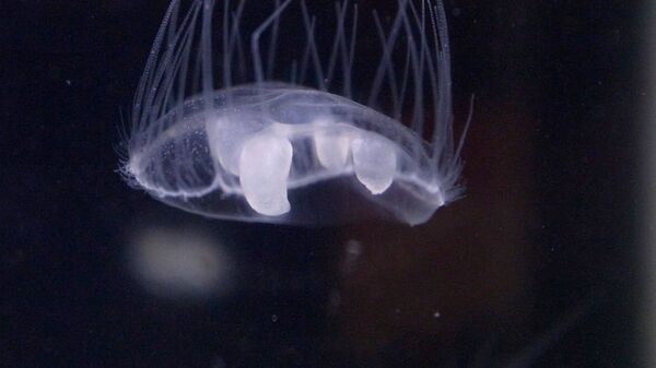 Слатководна медуза - Sputnik Србија