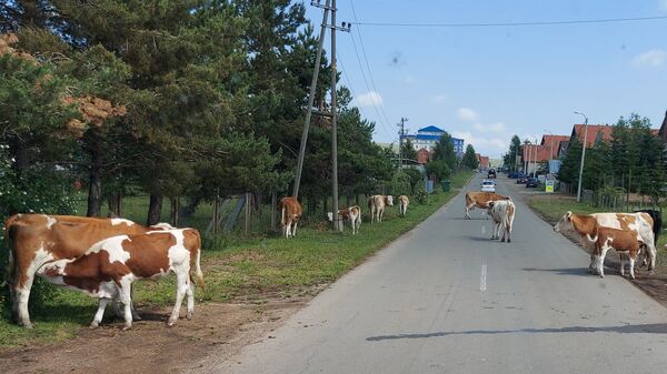 Стадо крава на  улици - Sputnik Србија