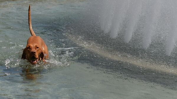 Pas pokušava pronaći spas od vrućine u fontani - Sputnik Srbija
