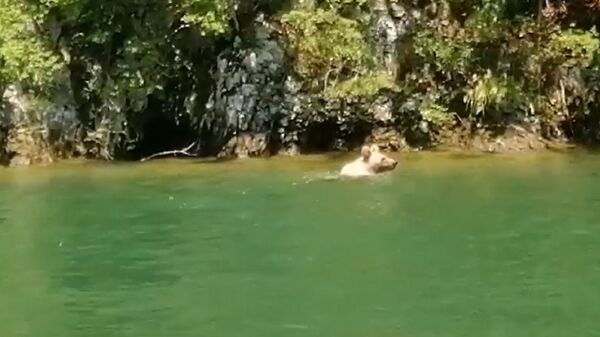 Medved  sa Tare pliva u Drini - Sputnik Srbija