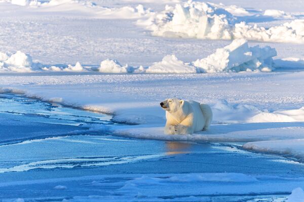 Андреј Паршин је  фотографију, која је снимљена у рејону Архангелске области, назвао „Арктичка медитација“. Туристи овде могу видети китове, беле китове, моржеве и беле медведе.  - Sputnik Србија