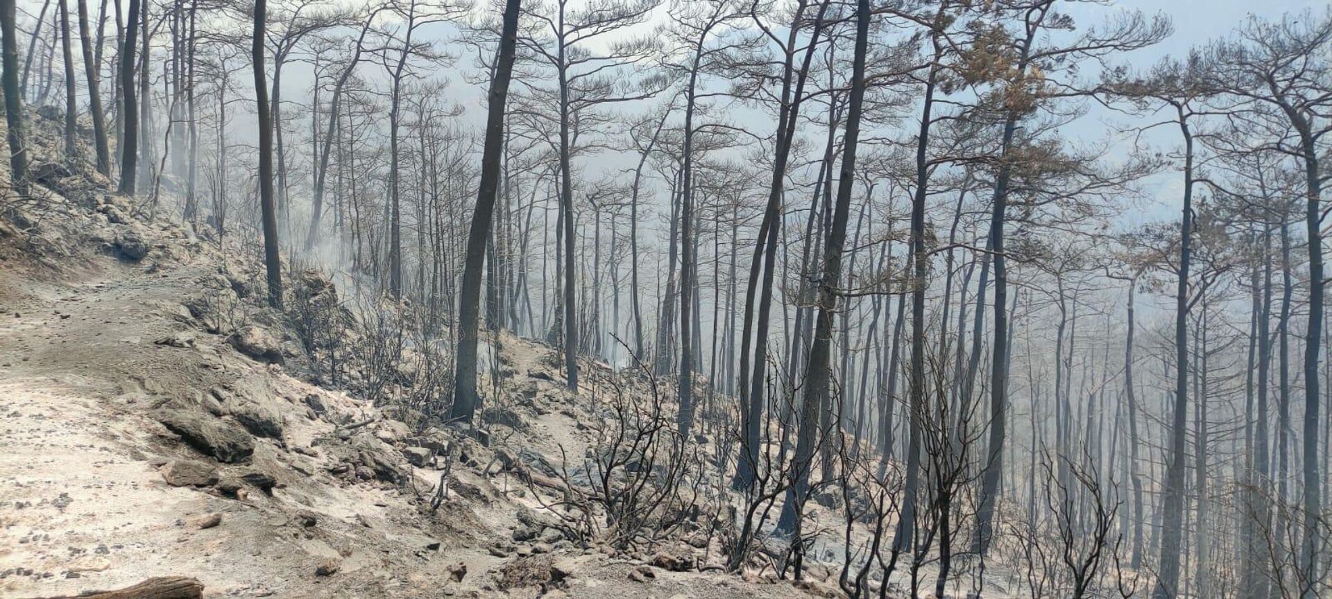 Šuma izgorela u požaru u blizini turskog sela Bajir nekoliko kilometara od Marmarisa - Sputnik Srbija, 1920, 31.07.2021