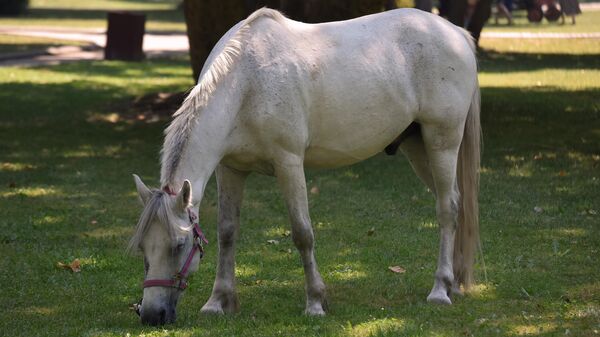 Коњ који пасе траву - Sputnik Србија