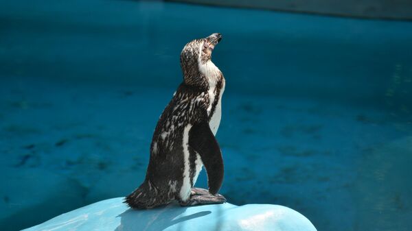 Pingvini u Beo zoo vrtu - Sputnik Srbija