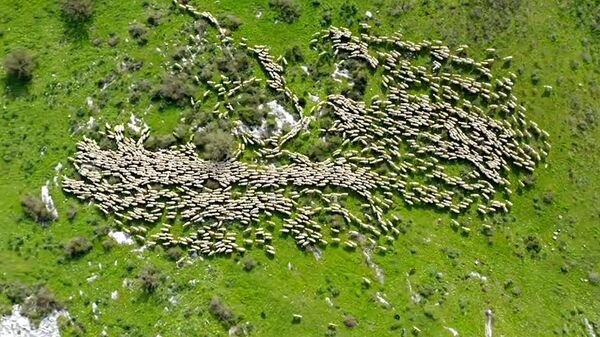 Stado ovaca snimljeno iz vazduha - Sputnik Srbija