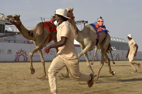 Пре почетка трке, гоничи и камиле трче како би се подигао адреналин код животиња.  - Sputnik Србија