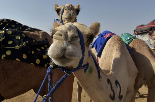Након дуге трке, камиле заслужено одмарају и скупљају снагу за наредну трку.  - Sputnik Србија