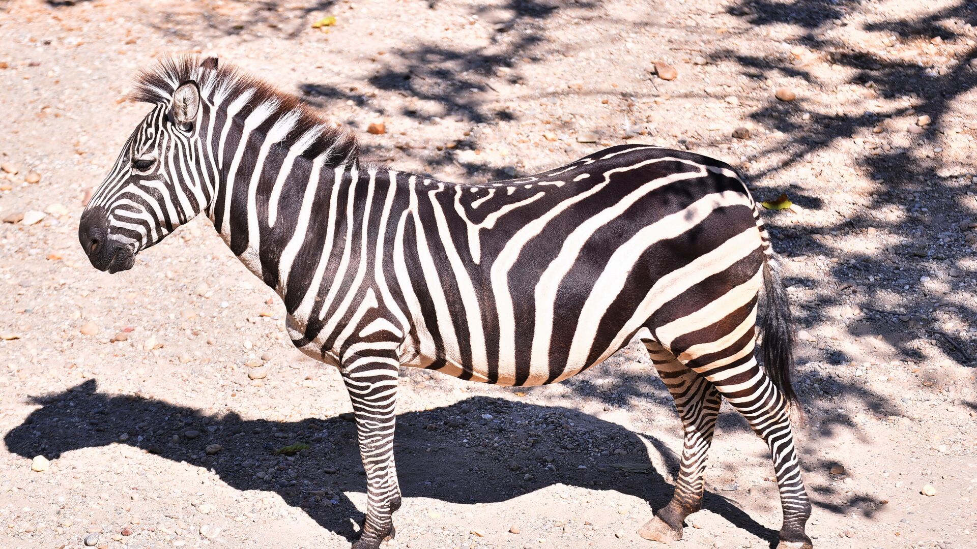 Zebra - Sputnik Srbija, 1920, 01.12.2025