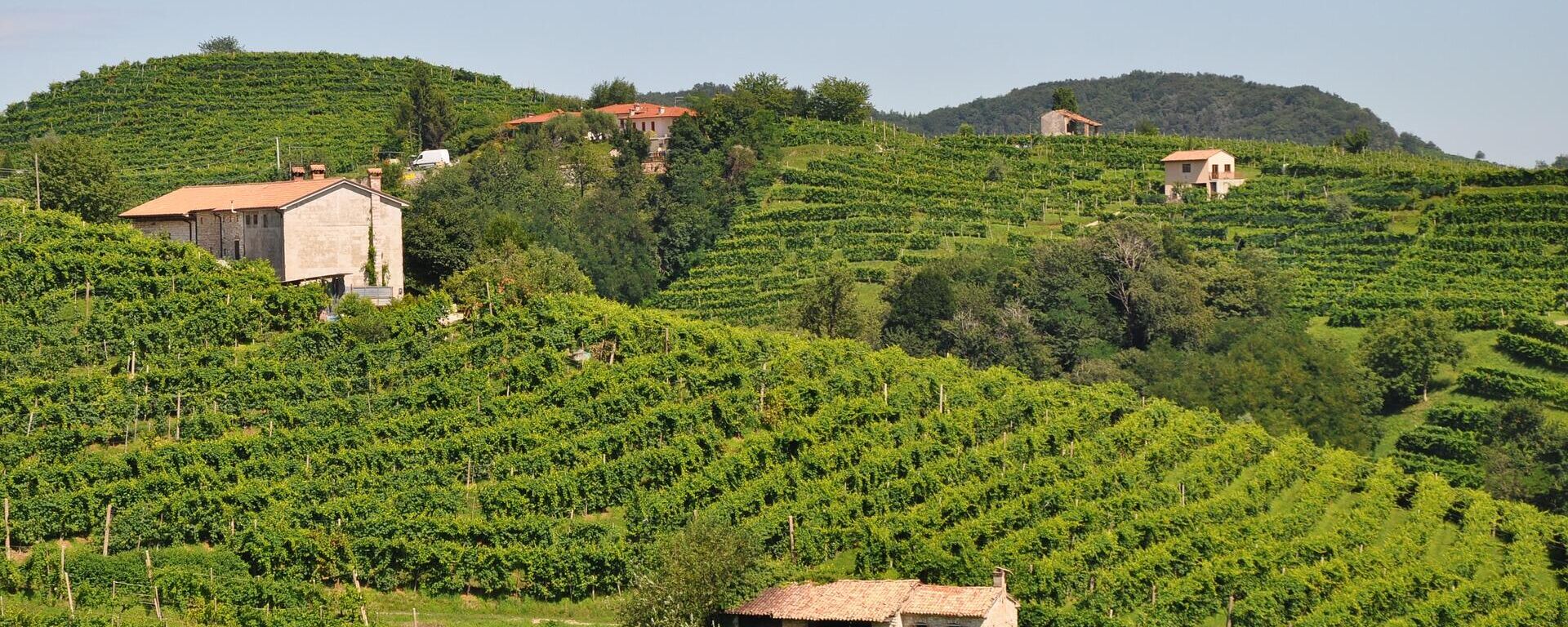 Виноград у северној Италији у ком се производи традиционално вино просеко - Sputnik Србија, 1920, 15.09.2021