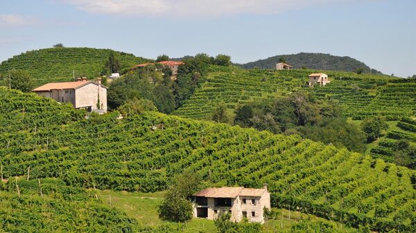 Vinograd u severnoj Italiji u kom se proizvodi tradicionalno vino proseko - Sputnik Srbija