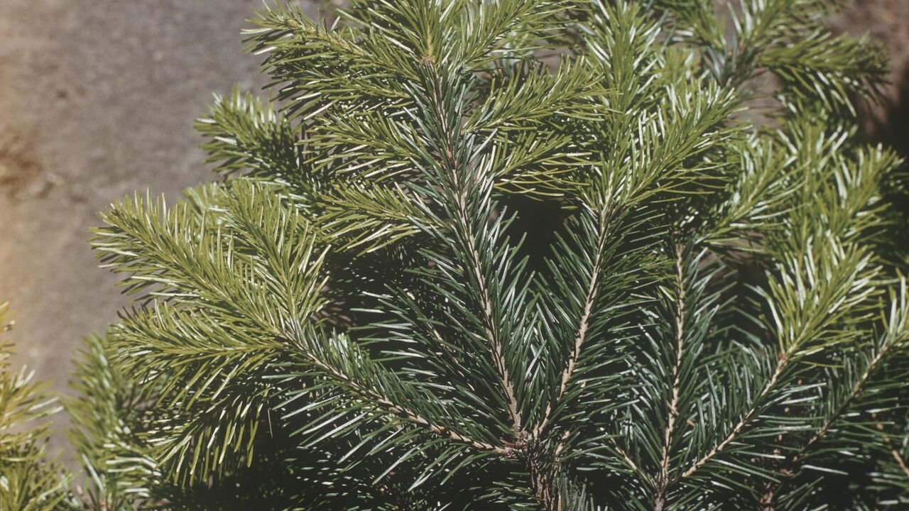 X fir. Пихта сибирская. Пихта фастигиата. X fir. Пихта бальзамическая сибирская.