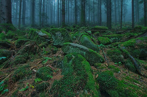 Најтамнија шума у центру Европе – Шварцвалд. - Sputnik Србија