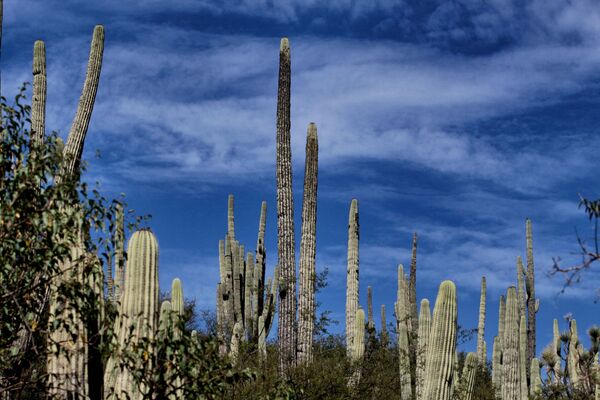 Планина гигантских кактуса старости око 150 година налази се у националном парку Теукана у мексичкој државу Пуебло. - Sputnik Србија