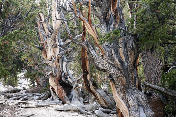 Древна шума борова налази се у Калифорнији, Национални парк Инио. - Sputnik Србија