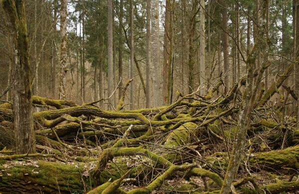 Беловешка пушча – јединствена вишевековна шума у Белорусији. Ту се налазе нетакнути делови првобитне шуме која је некада прекривала европску равницу.  - Sputnik Србија