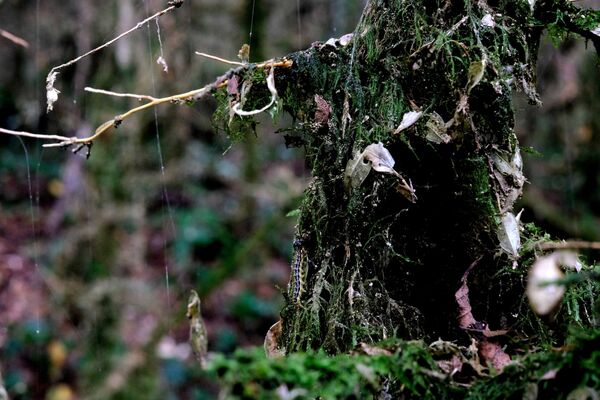 Тисо-самшитова рошча – реликтна шума на источној падини планине Ахун у Сочију, споменик древне природе. - Sputnik Србија