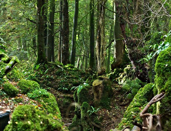 Шума Пазлвуд у Глостерширу, Енглеска – још једно магично место на планети.  - Sputnik Србија