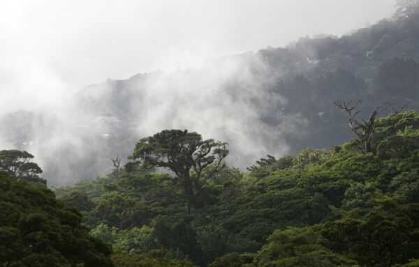 Национални парк Монтеверде Клауд у Костарики простире се дуж планинског ланца Кордиљере-де-Тиларан.  - Sputnik Србија