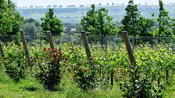 Чудотворна лоза из Хиландара