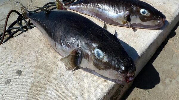 Riba naduvača ili srebrnopruga četvorozupka koja se proširila iz tropskih voda u Mediteran - Sputnik Srbija