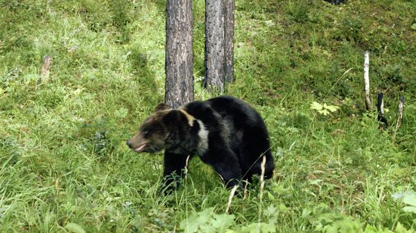 Медвед у тајги - Sputnik Србија