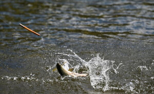 Сибирске реке су богате рибом - Sputnik Србија