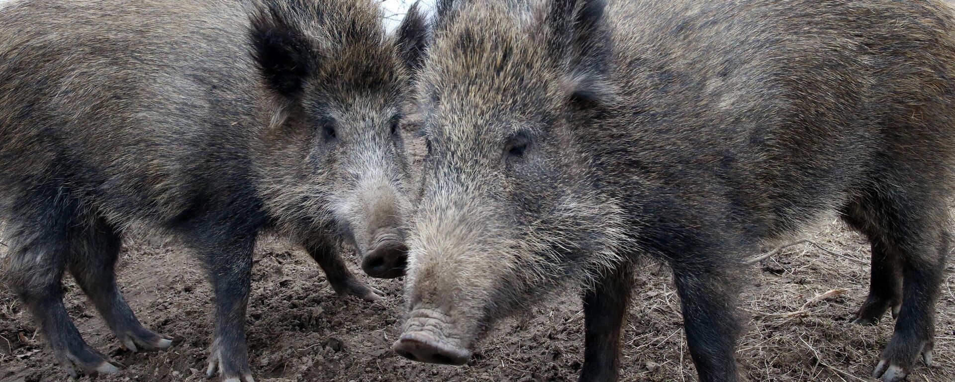 Divlje svinje - Sputnik Srbija, 1920, 12.07.2022