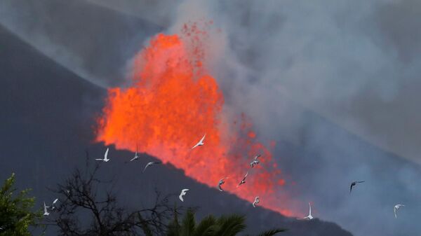 Голуби на фоне лавы после извержения вулкана на канарском острове Ла-Пальма  - Sputnik Србија