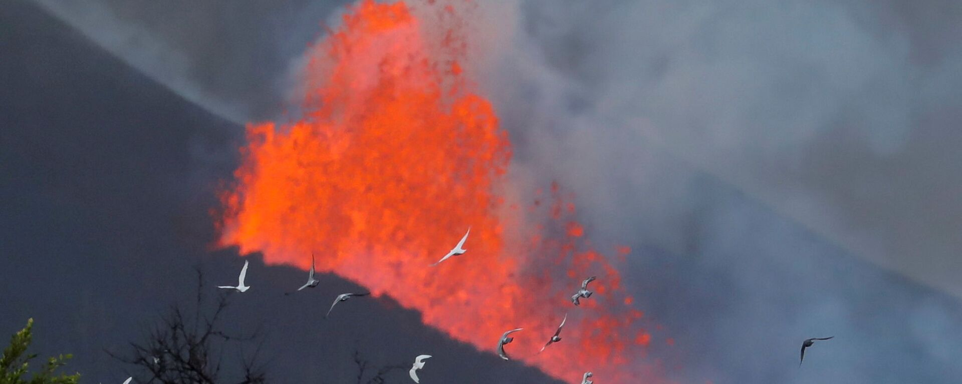 Голуби на фоне лавы после извержения вулкана на канарском острове Ла-Пальма  - Sputnik Србија, 1920, 05.10.2021