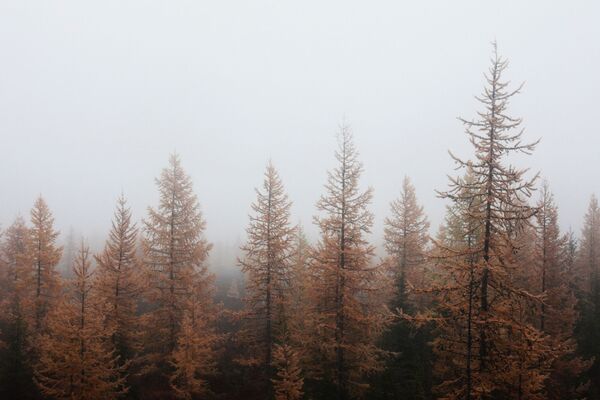 Šume su bajkovite na posebno u zimskom periodu. - Sputnik Srbija